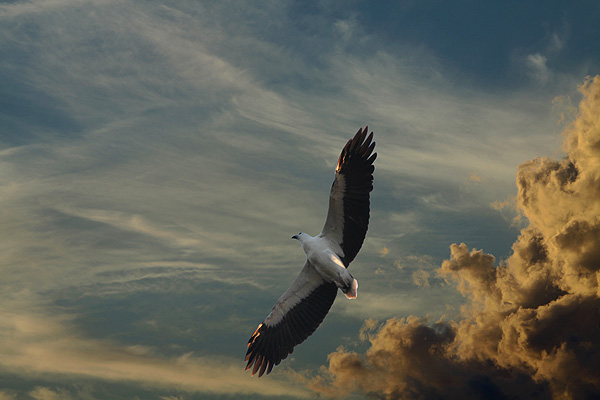 White-bellied Sea-eagle